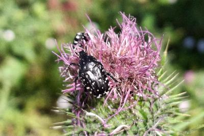 Oxythyrea funesta
