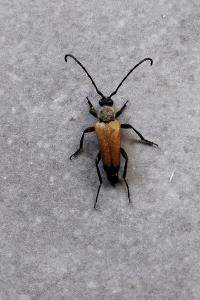Stictoleptura fulva