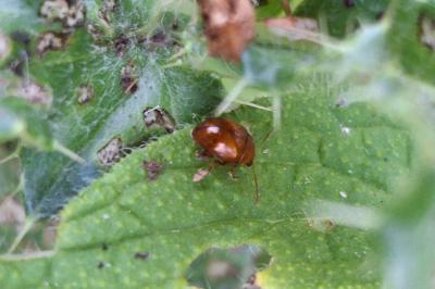 Sphaeroderma testaceum