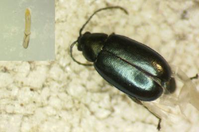 Phyllotreta nigripes