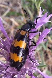 Mylabris variabilis