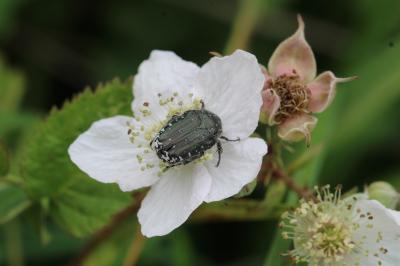 Oxythyrea funesta
