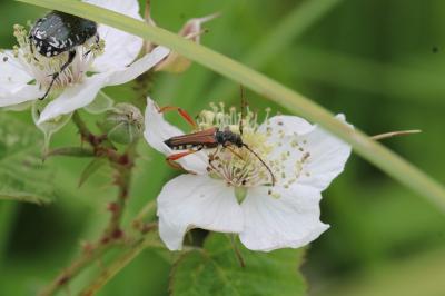 Stenopterus rufus