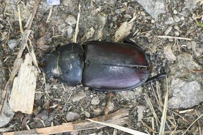 Lucanus cervus