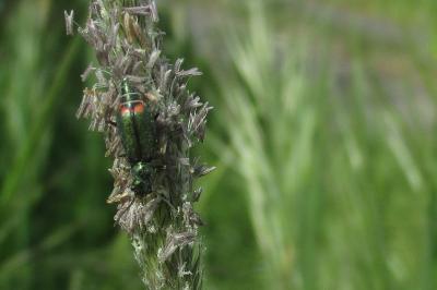 Malachius bipustulatus
