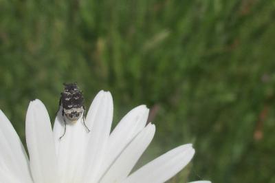 Valgus hemipterus