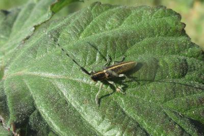 Agapanthia cardui