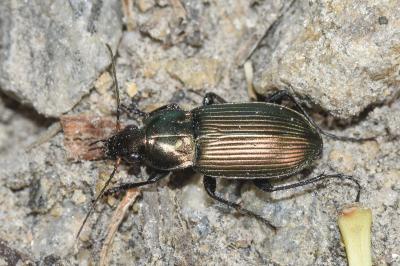 Poecilus cupreus