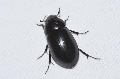 Hydrochara caraboides