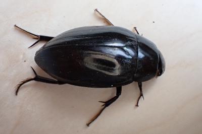 Hydrophilus piceus