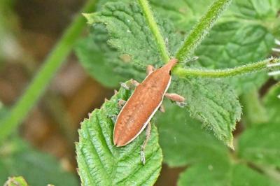 Lixus albomarginatus