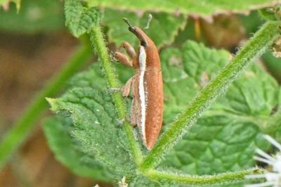 Lixus albomarginatus