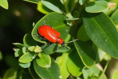 coleo1790600461