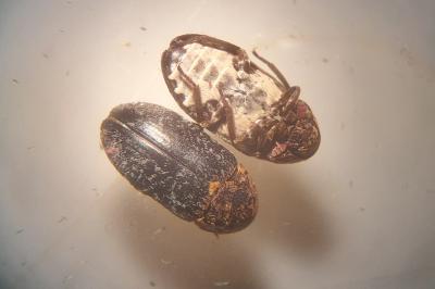 Dermestes undulatus