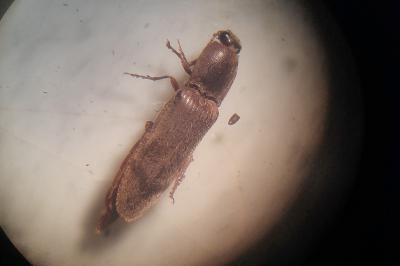 Stenagostus rhombeus