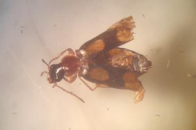 Dromius quadrimaculatus