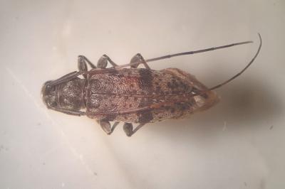 Leiopus linnei