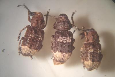 Platystomos albinus