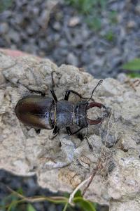 Lucanus cervus