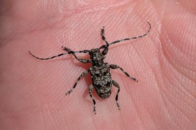 Aegomorphus clavipes