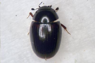 Cercyon haemorrhoidalis
