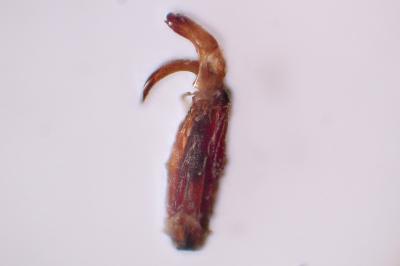 Fabogethes nigrescens