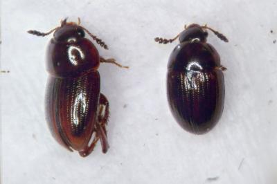Leiodes calcarata