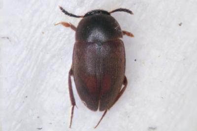 Sciodrepoides watsoni
