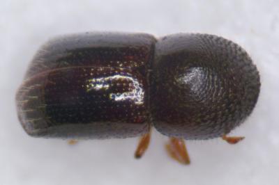 Xylosandrus germanus