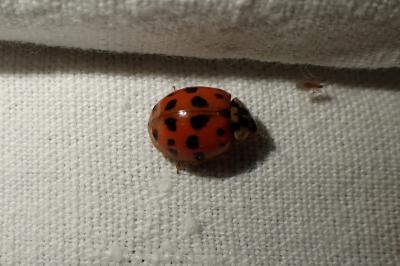 Harmonia axyridis