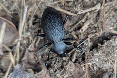 Carabus coriaceus