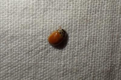 Adalia decempunctata