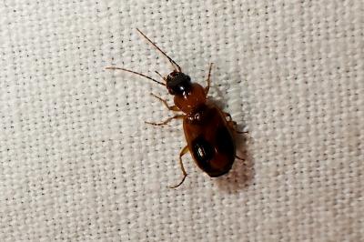 Badister bullatus