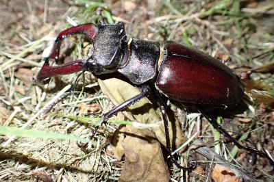 Lucanus cervus