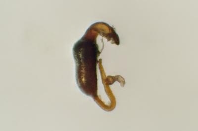 Psylliodes cuprea