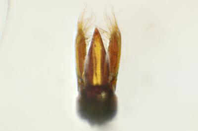Scymnus bivulnerus