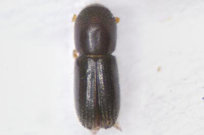Xyleborinus saxesenii