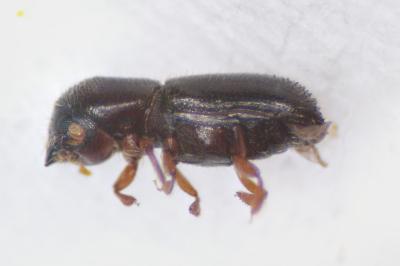 Xyleborinus saxesenii