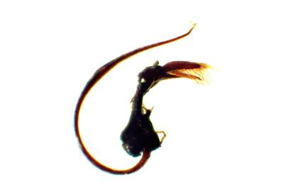 Scymnus bivulnerus