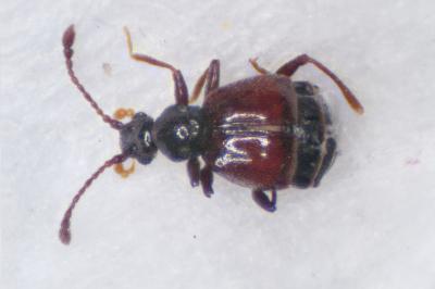 Rybaxis longicornis