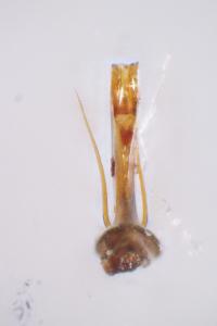 Catops grandicollis