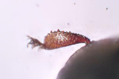 Fabogethes nigrescens