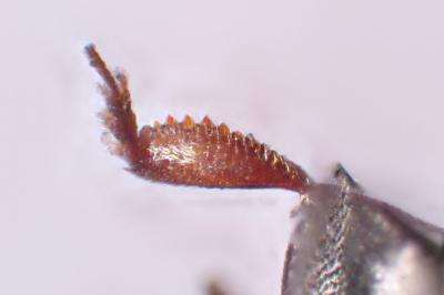 Fabogethes nigrescens