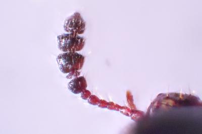 Leiodes calcarata