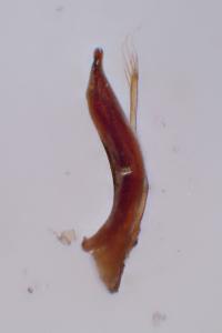Leiodes calcarata
