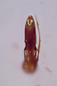 Leiodes calcarata