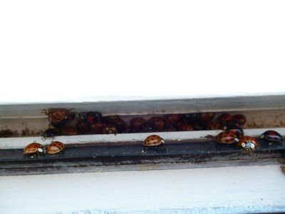 Harmonia axyridis