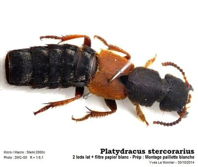 Platydracus stercorarius