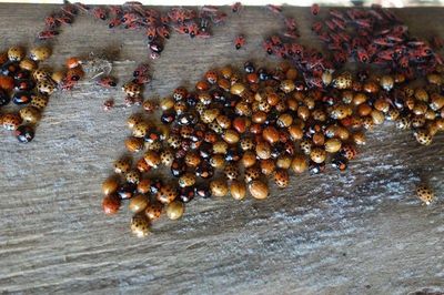 Harmonia axyridis