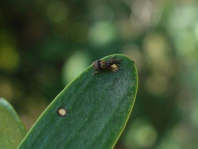 Ixapion variegatum